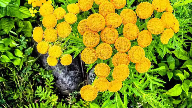 Augusta Dog Park - Augusta, ME