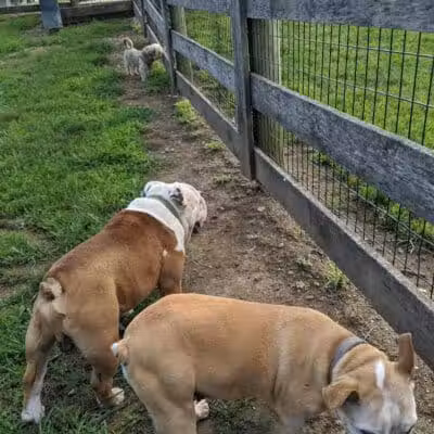 Aurora Dog Park - Aurora, IN