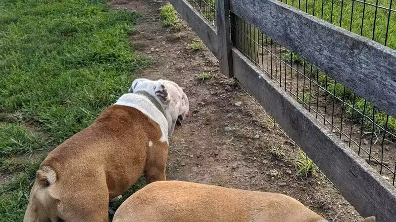 Aurora Dog Park - Aurora, IN