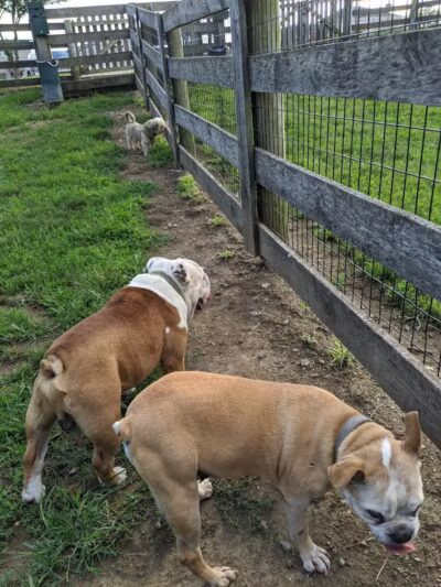 Aurora Dog Park - Aurora, IN