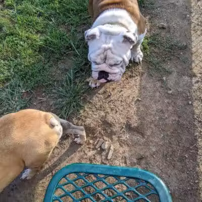 Aurora Dog Park - Aurora, IN