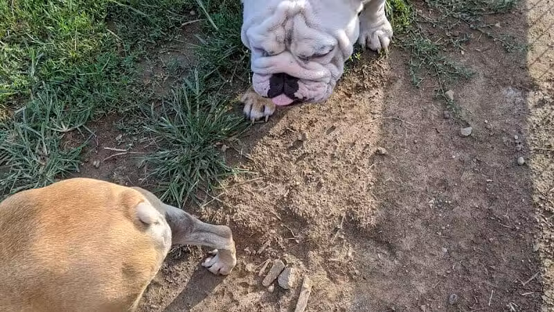 Aurora Dog Park - Aurora, IN
