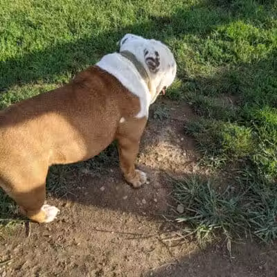Aurora Dog Park - Aurora, IN
