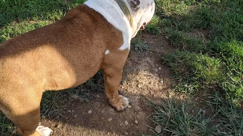 Aurora Dog Park - Aurora, IN