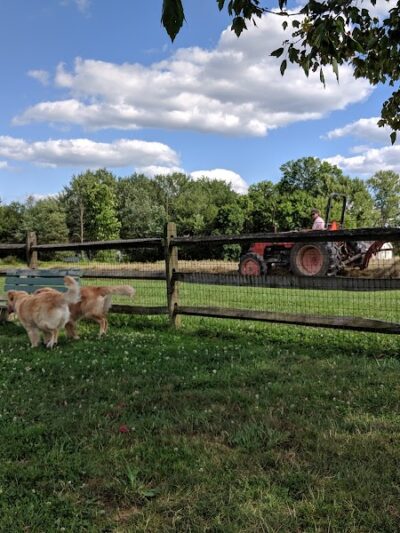 Tails 'n Trails Dog Park - Aurora, OH
