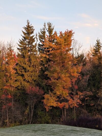 Tails 'n Trails Dog Park - Aurora, OH