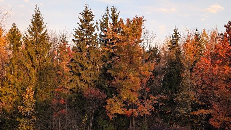 Tails 'n Trails Dog Park - Aurora, OH