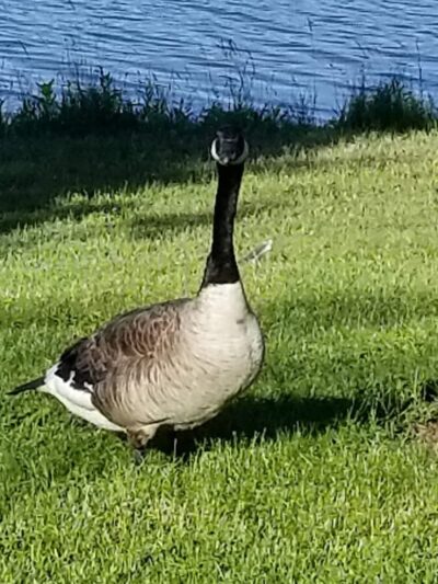 Tails 'n Trails Dog Park - Aurora, OH