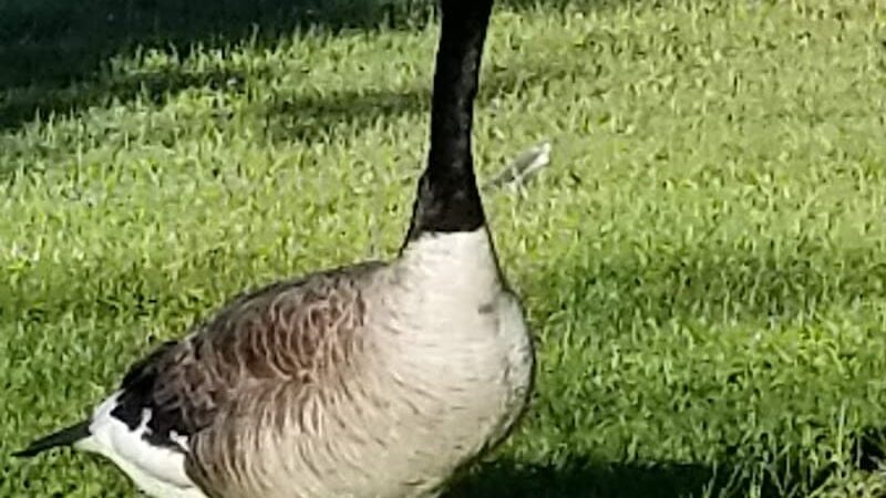 Tails 'n Trails Dog Park - Aurora, OH