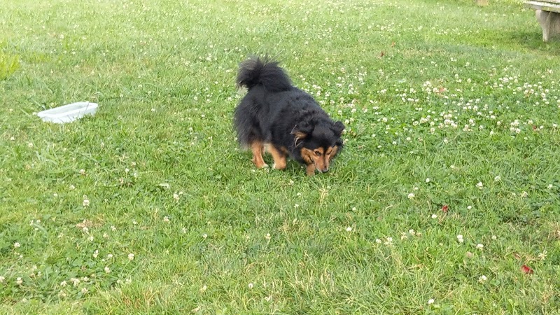 Tails 'n Trails Dog Park - Aurora, OH