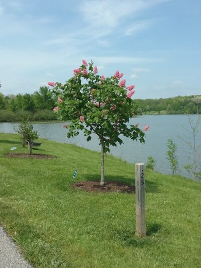 Tails 'n Trails Dog Park - Aurora, OH