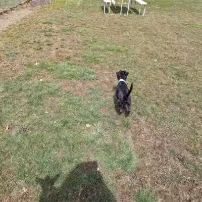Austintown Bark Park - Austintown, OH