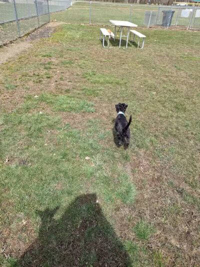 Austintown Bark Park - Austintown, OH