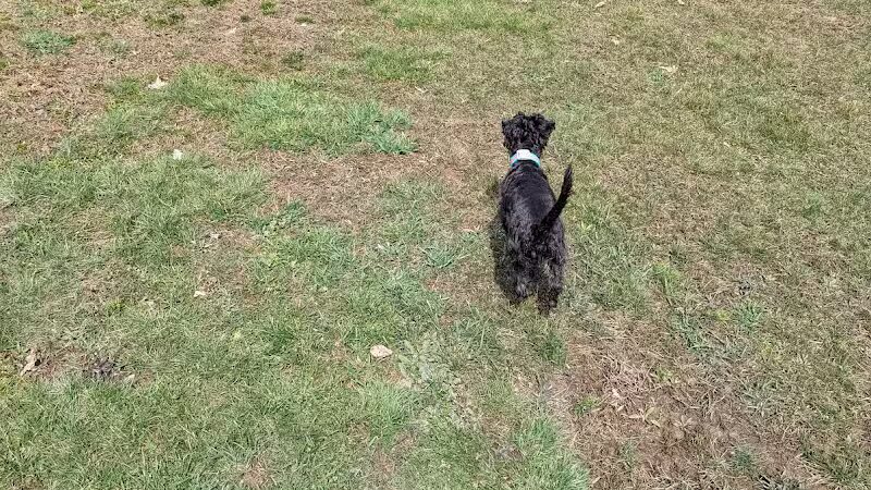 Austintown Bark Park - Austintown, OH