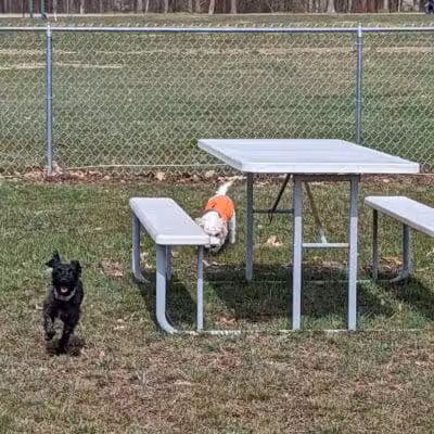 Austintown Bark Park - Austintown, OH