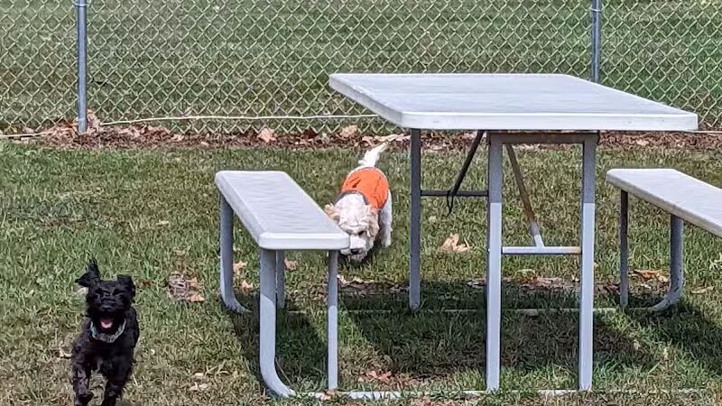 Austintown Bark Park - Austintown, OH