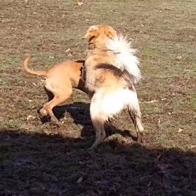 Austintown Bark Park - Austintown, OH