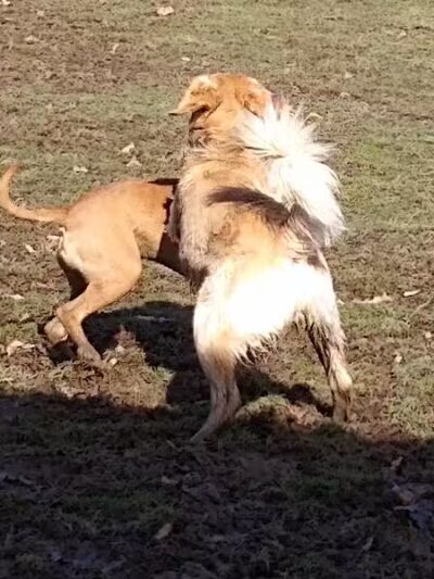 Austintown Bark Park - Austintown, OH