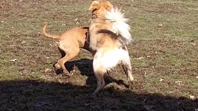 Austintown Bark Park - Austintown, OH