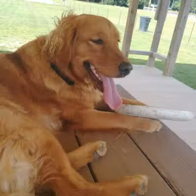 Austintown Bark Park - Austintown, OH