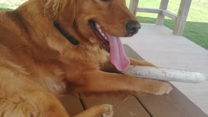 Austintown Bark Park - Austintown, OH