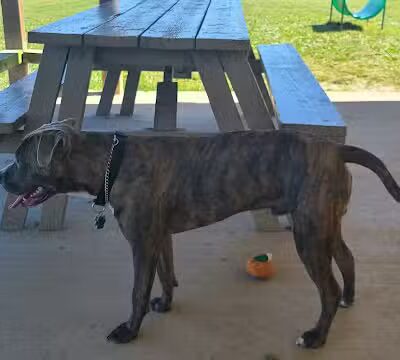 Austintown Bark Park - Austintown, OH