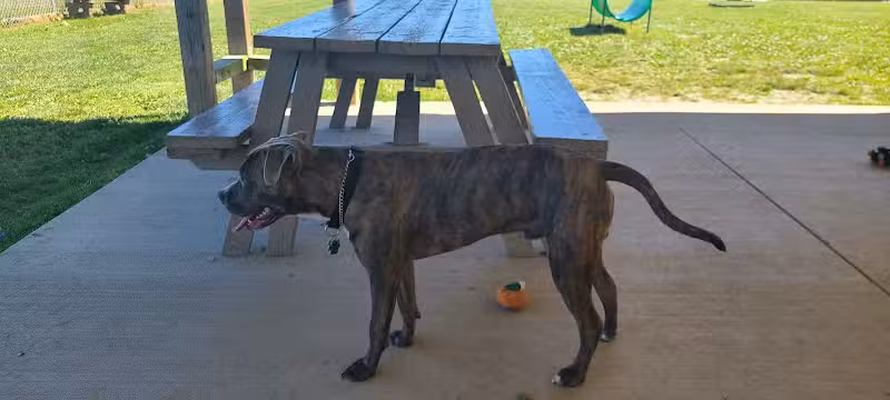 Austintown Bark Park - Austintown, OH