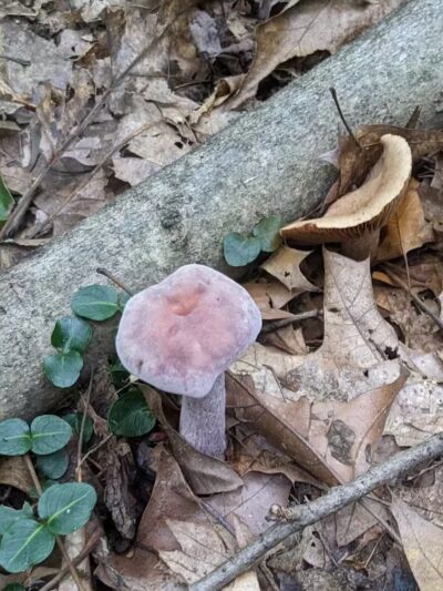 Austintown Bark Park - Austintown, OH