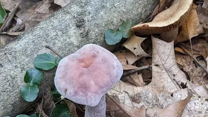 Austintown Bark Park - Austintown, OH