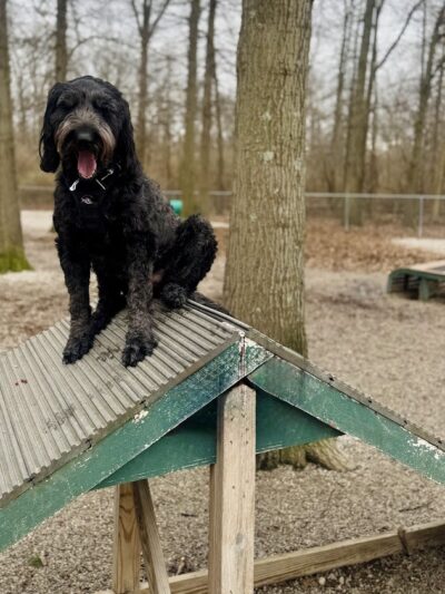Avon Lake Dog Park - Avon Lake, OH