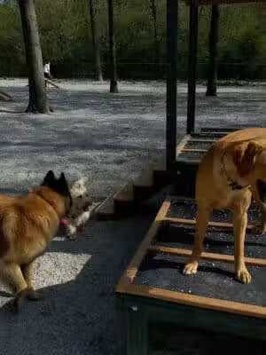 Avon Lake Dog Park - Avon Lake, OH