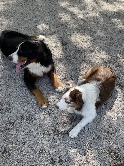 Avon Lake Dog Park - Avon Lake, OH