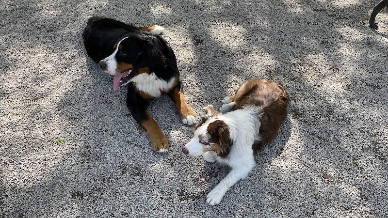 Avon Lake Dog Park - Avon Lake, OH