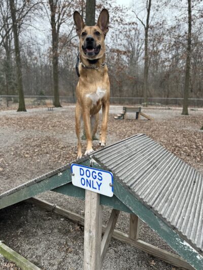 Avon Lake Dog Park - Avon Lake, OH