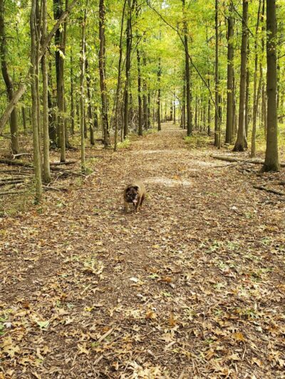 Avon Lake Dog Park - Avon Lake, OH