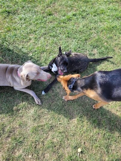 Canning Family K-9 Park - Avon, OH