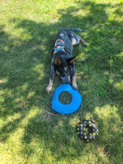 Canning Family K-9 Park - Avon, OH