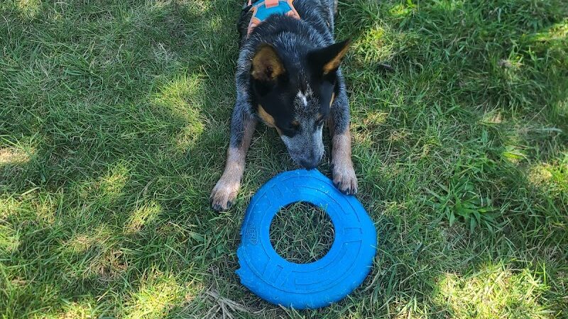 Canning Family K-9 Park - Avon, OH