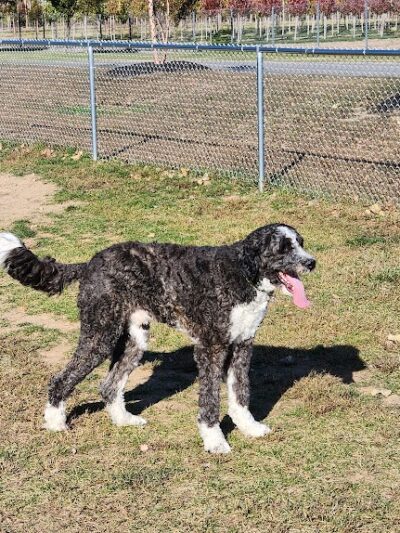 Canning Family K-9 Park - Avon, OH