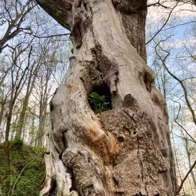 Harmony Trail - Bainbridge, OH