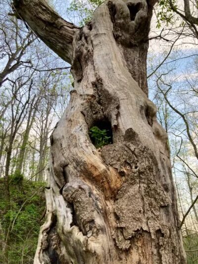 Harmony Trail - Bainbridge, OH