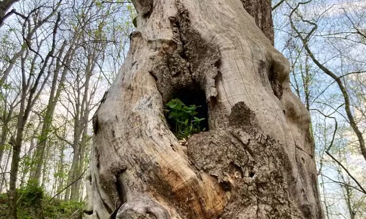 Harmony Trail - Bainbridge, OH