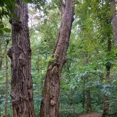 Harmony Trail - Bainbridge, OH
