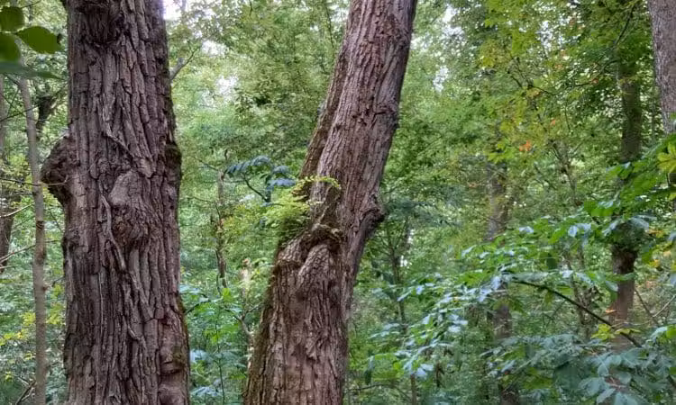 Harmony Trail - Bainbridge, OH
