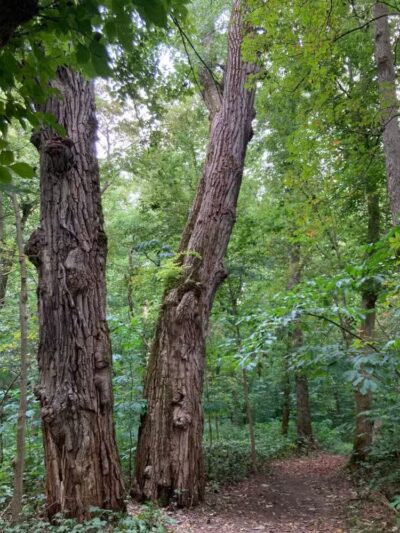 Harmony Trail - Bainbridge, OH