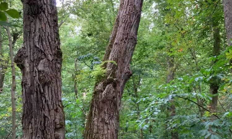 Harmony Trail - Bainbridge, OH