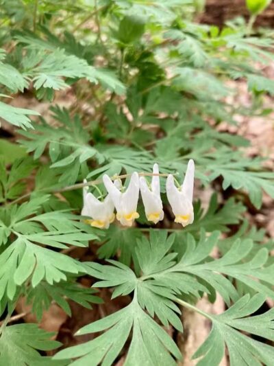 Harmony Trail - Bainbridge, OH