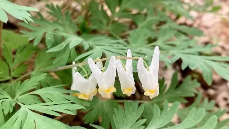 Harmony Trail - Bainbridge, OH