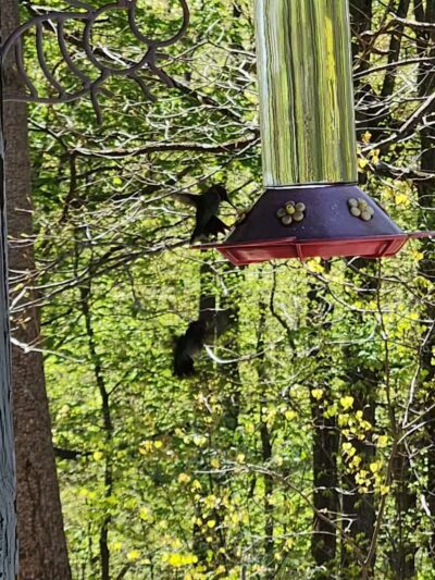 L B Camping - Bainbridge, OH