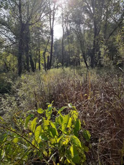 Paint Creek State Park - Bainbridge, OH